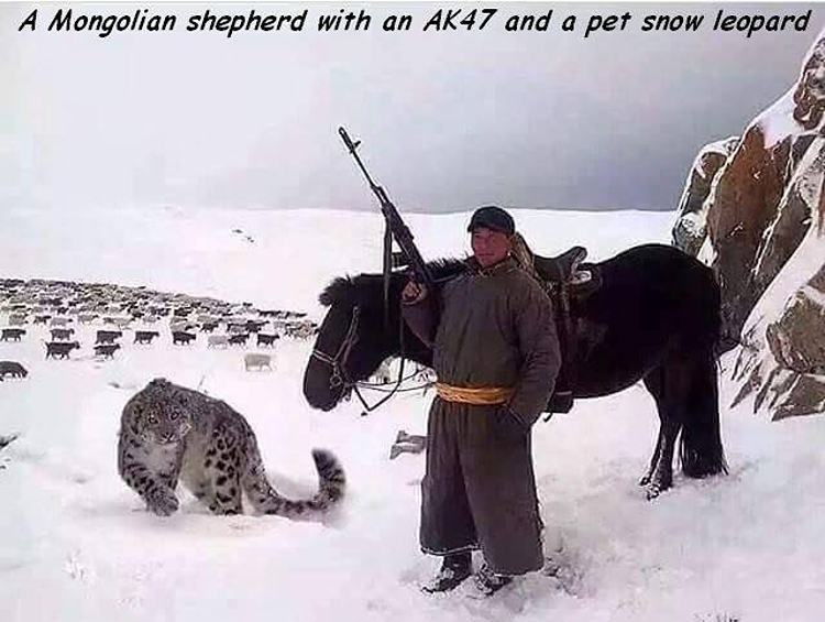 Obrázek mongolianm shepherd