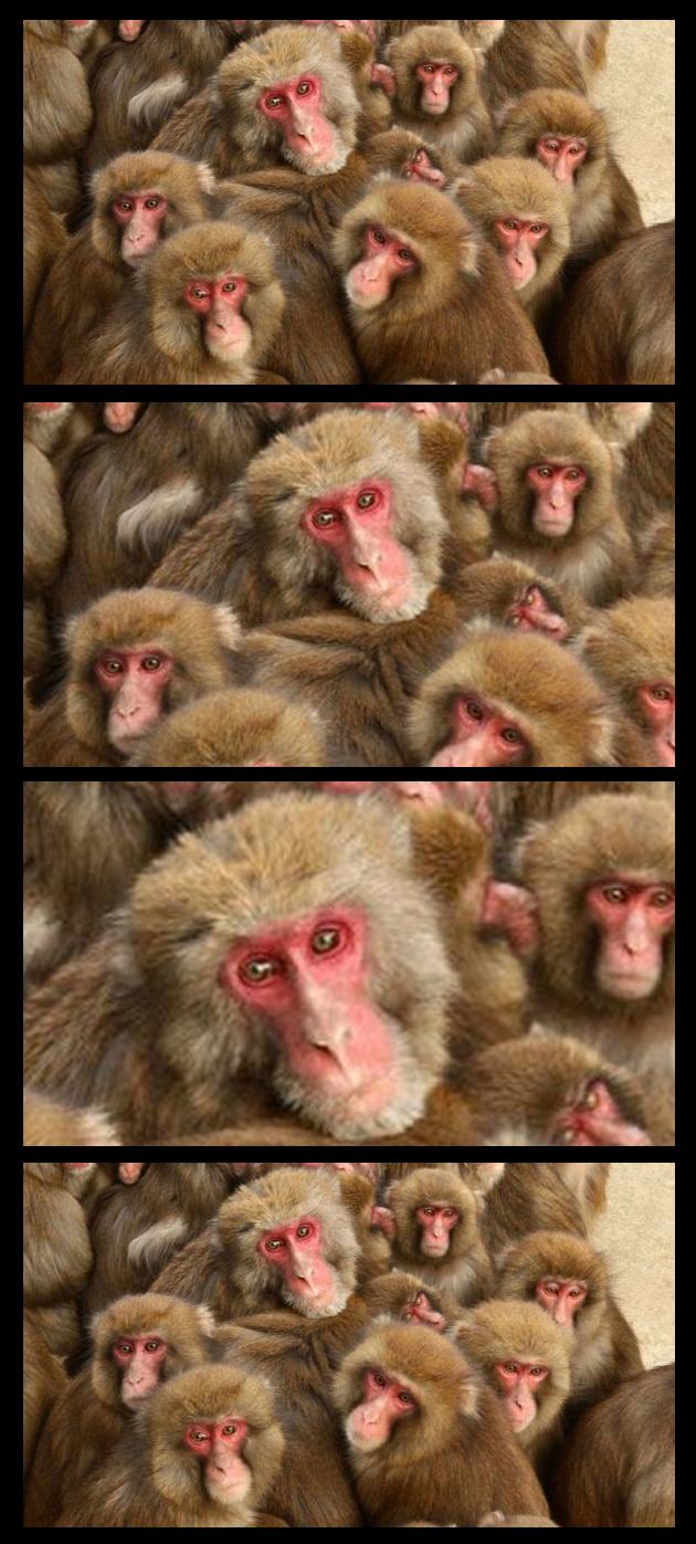 Obrázek monkey tenso