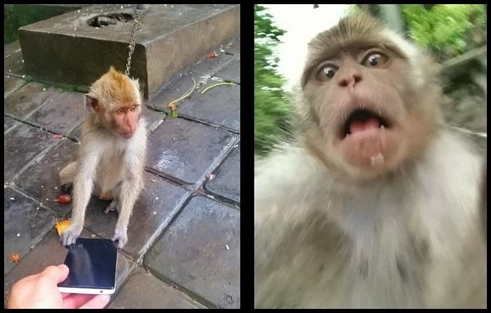 Obrázek monkeyselfie