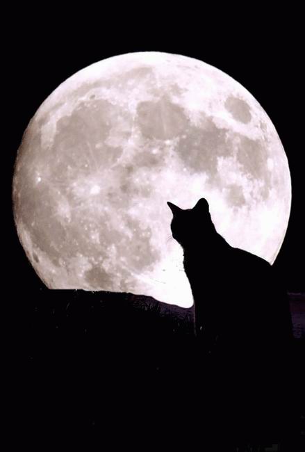 Obrázek mooncat