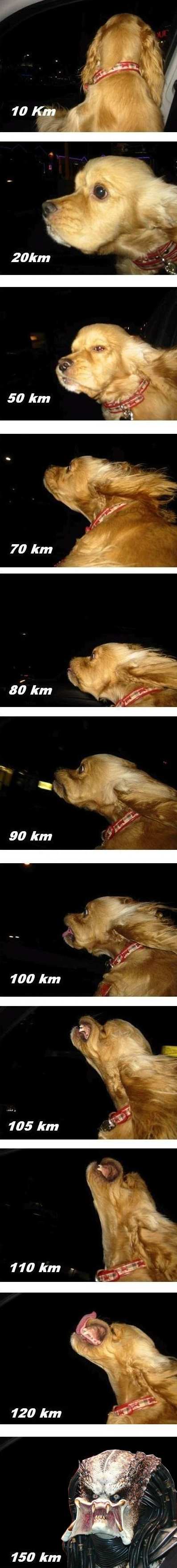 Obrázek more dog speed