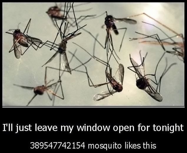 Obrázek mosquito 