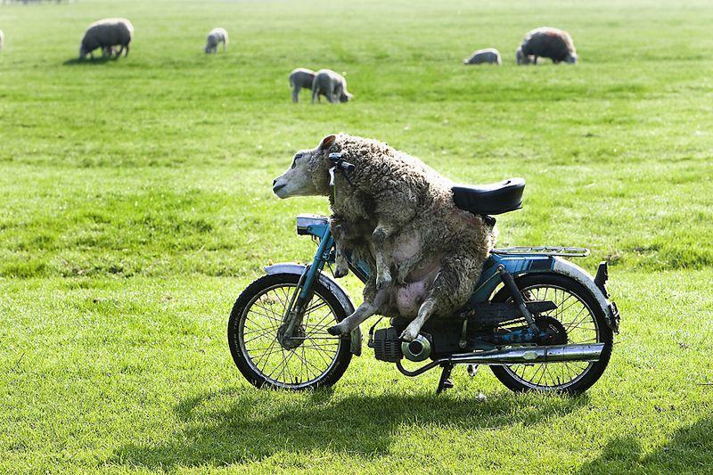 Obrázek motorizovana ovce