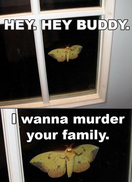 Obrázek motyl-killer