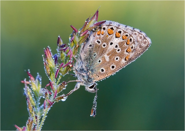 Obrázek motyl