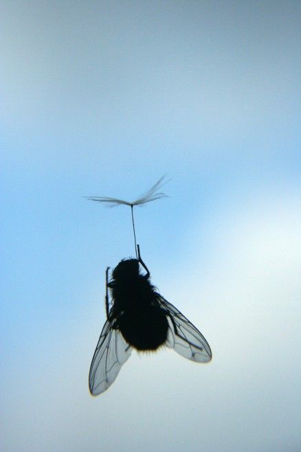 Obrázek moucha parasutista