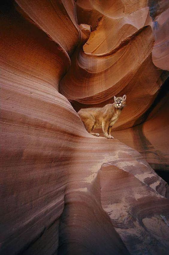Obrázek mountain lion from Arizona