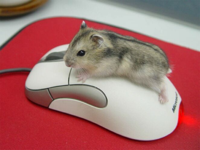 Obrázek mouse2
