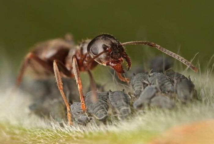 Obrázek mravenci pochutka