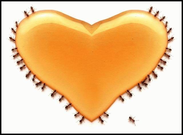 Obrázek mravenci srdce