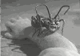 Obrázek mravenec