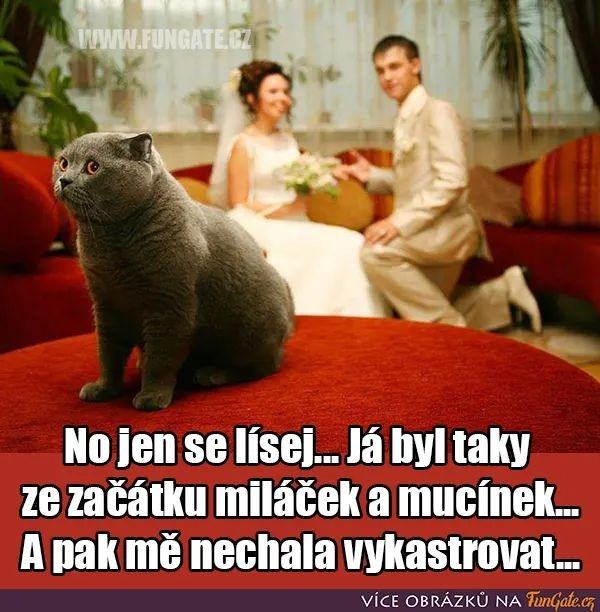 Obrázek mucikast