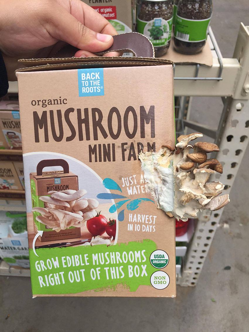 Obrázek mushroom mini farm