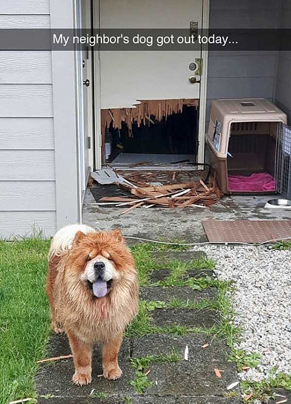 Obrázek my neighbors dog got out