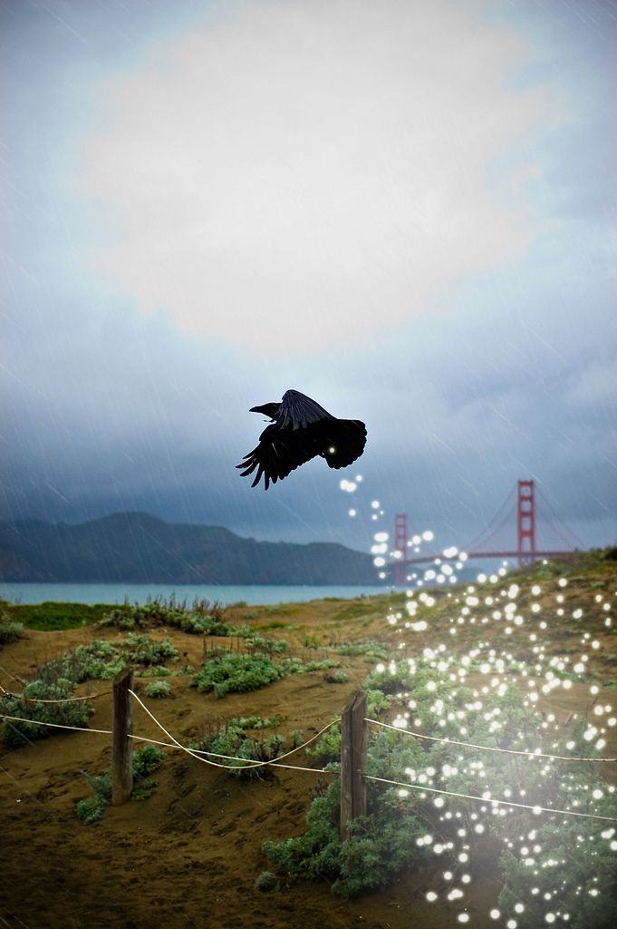 Obrázek mystic crow