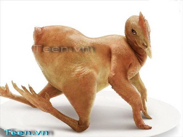 Obrázek naked chick