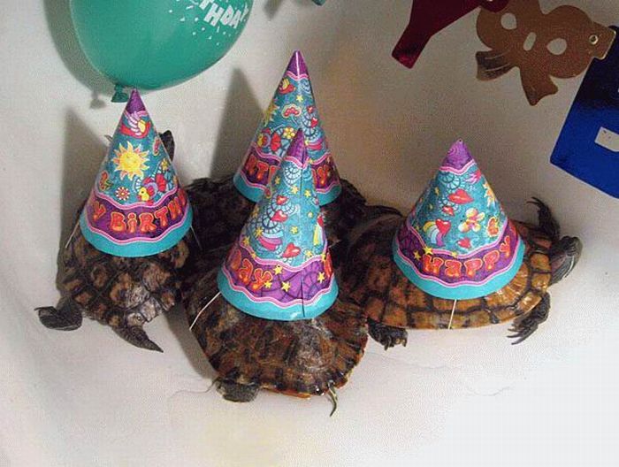 Obrázek narozeninova party