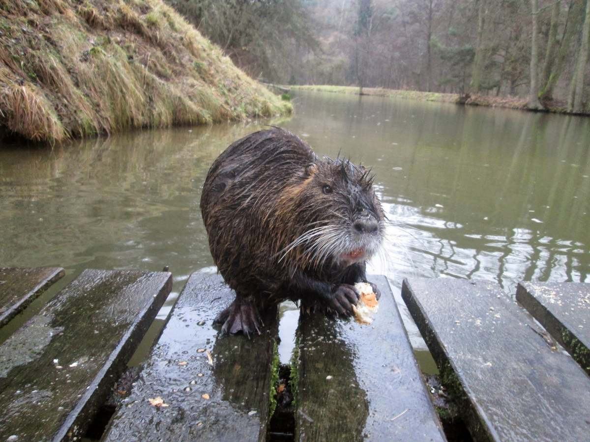 Obrázek naslo se kotatko