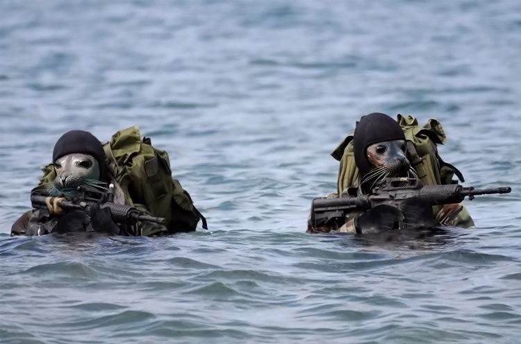 Obrázek navy seals