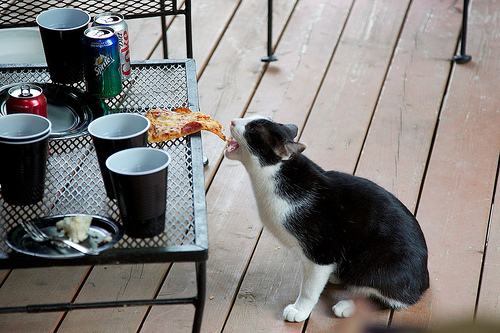 Obrázek ne radsi pizzu