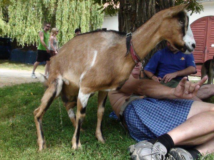 Obrázek nech se pochat od kozy