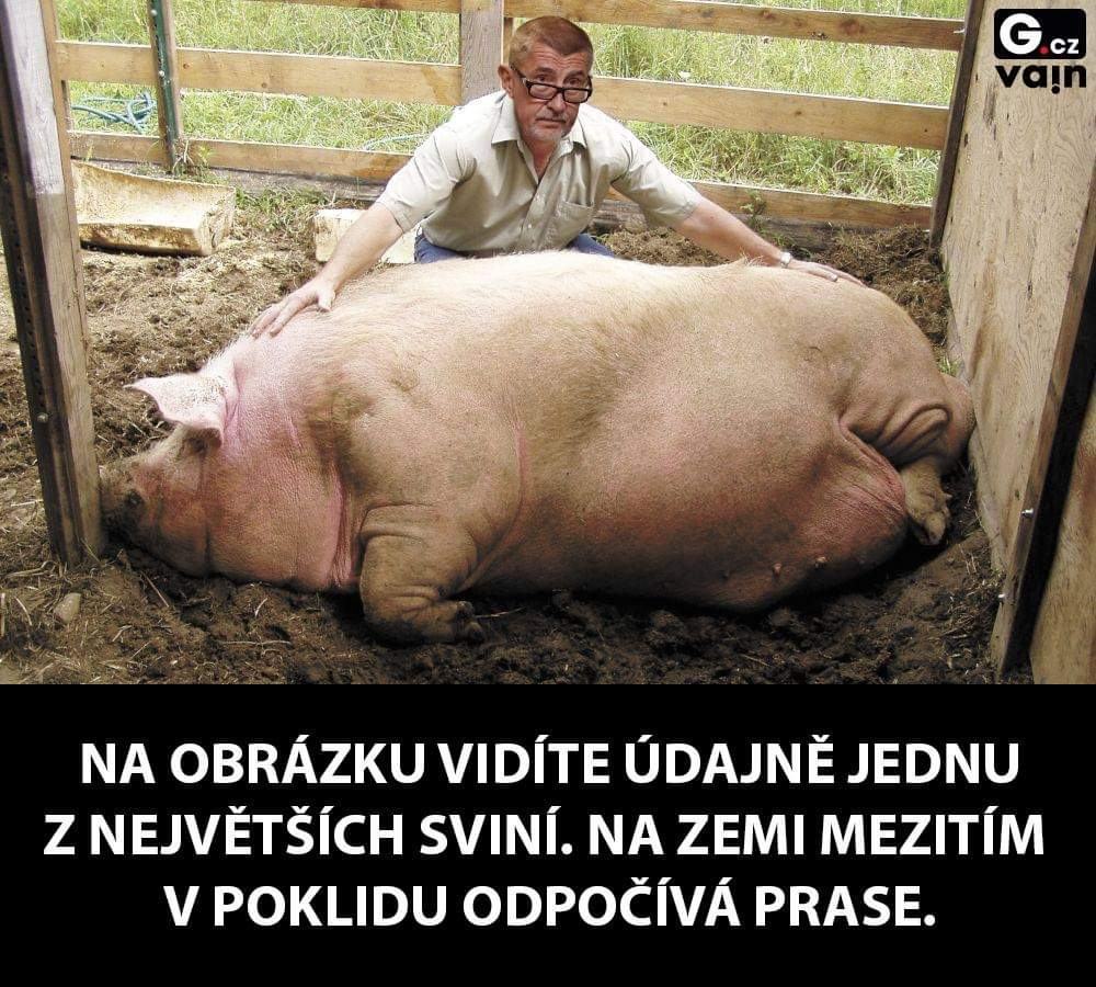 Obrázek nejvetsi svinak