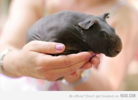 Obrázek new-born-hippo