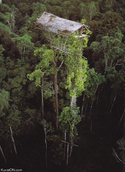 Obrázek new guinean treehouse