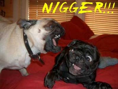 Obrázek nigger dog