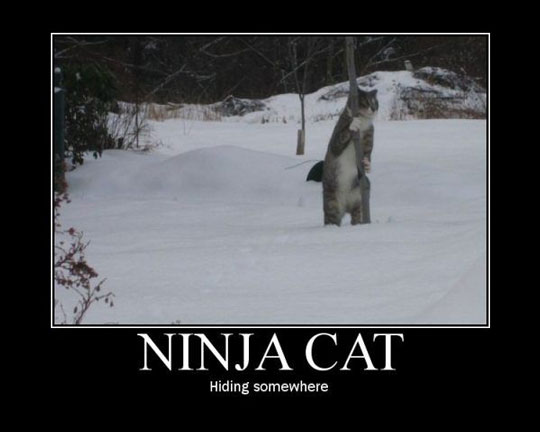 Obrázek ninja-cat