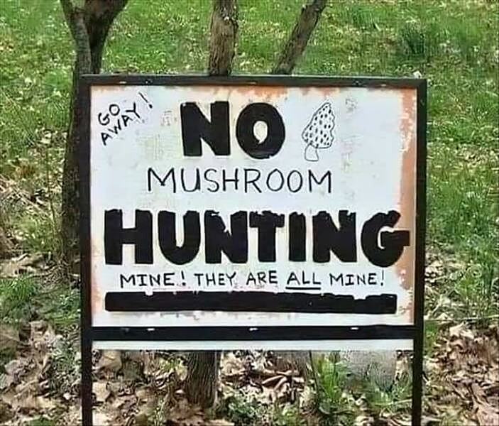 Obrázek no mushroom