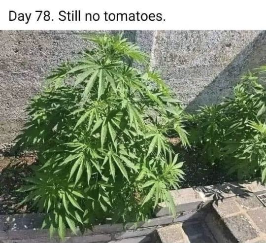 Obrázek no tomatoes