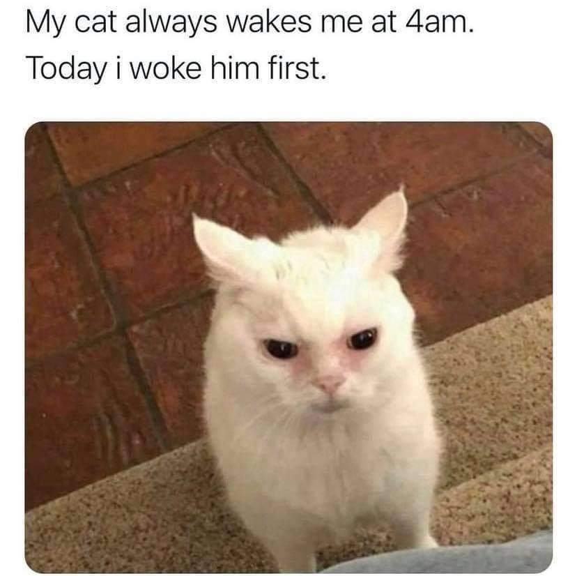 Obrázek not funny human