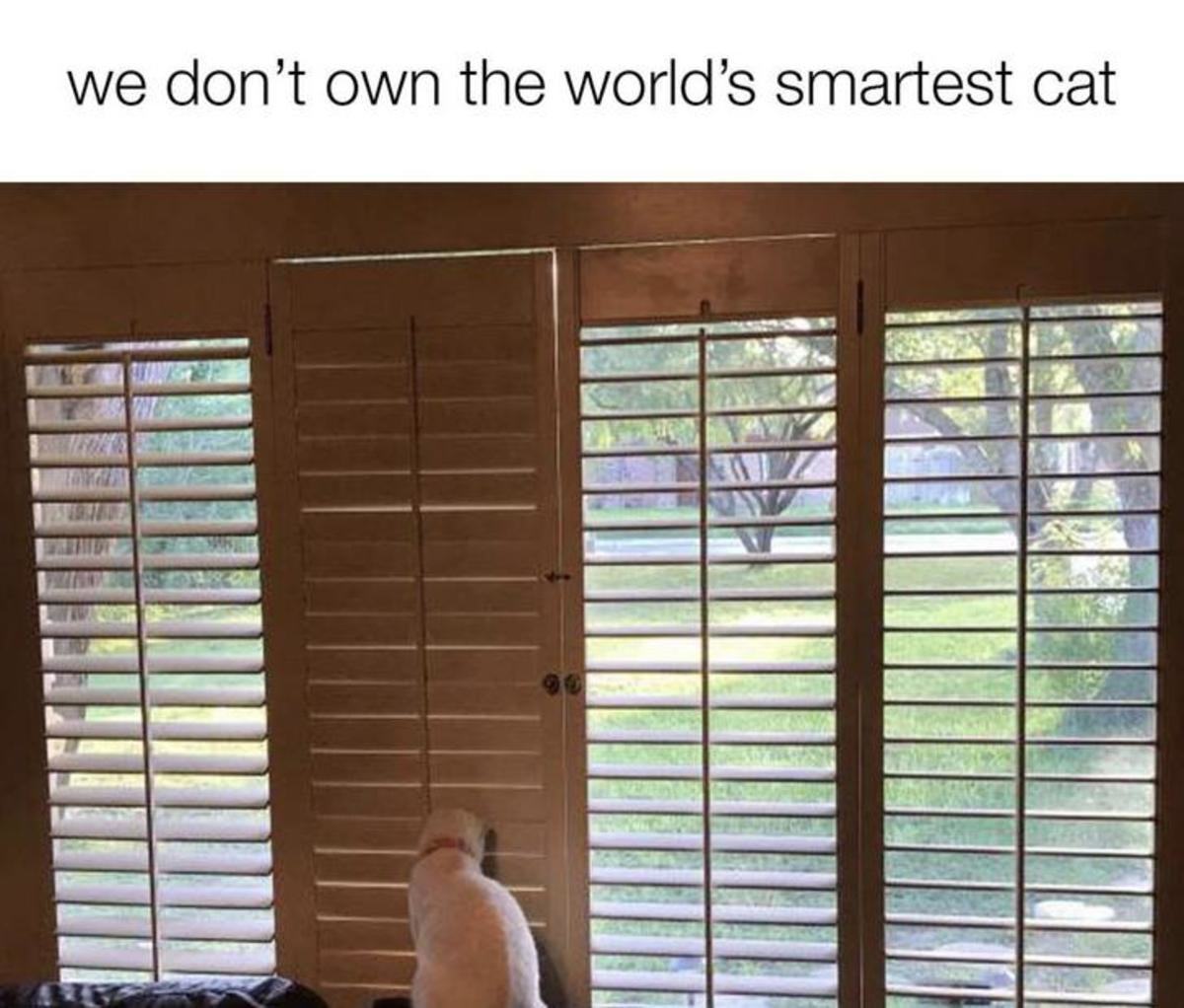 Obrázek not the smartest cat