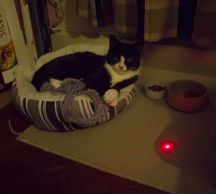 Obrázek notgivingafuck cat