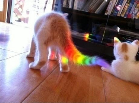 Obrázek nyan cat exist