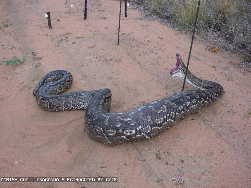 Obrázek ogrish-dot-com-anaconda electrocuted1