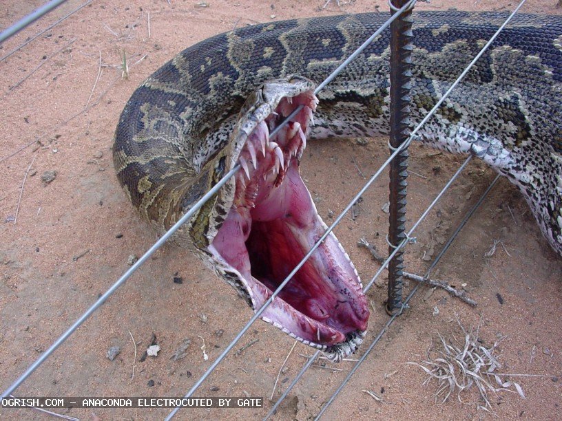 Obrázek ogrish-dot-com-anaconda electrocuted2