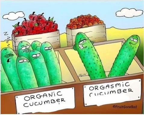 Obrázek okurkova sezona 2025