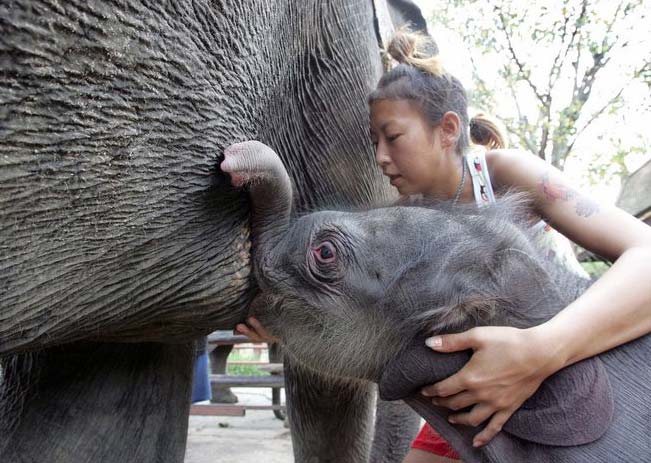 Obrázek olifant