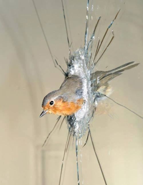 Obrázek one tough bird