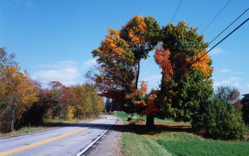 Obrázek open tree