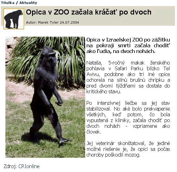 Obrázek opica