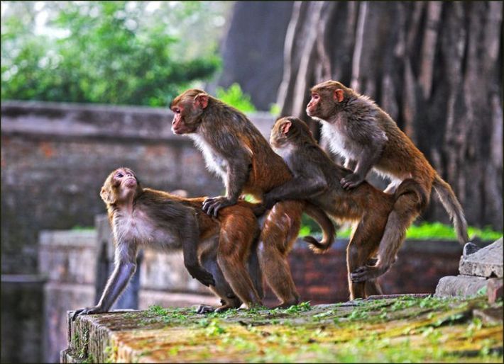 Obrázek opici retez