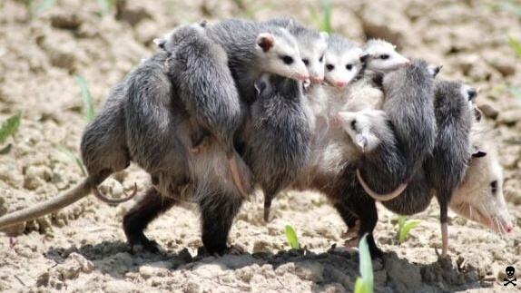 Obrázek opossum mum