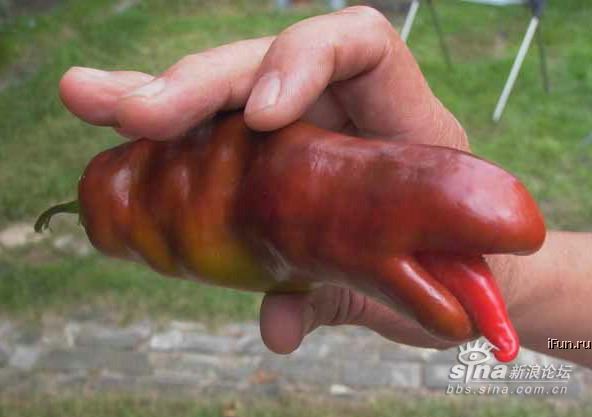 Obrázek oprskla paprika