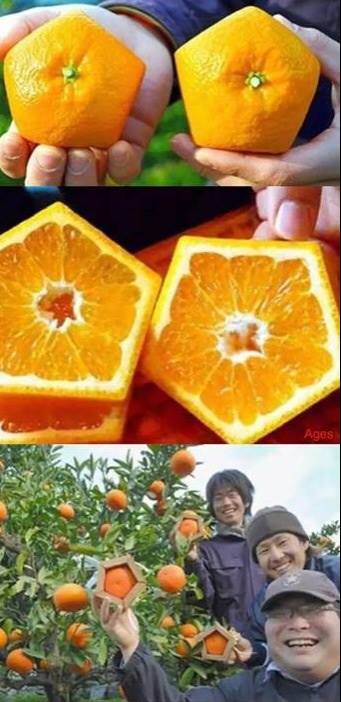 Obrázek orangestars