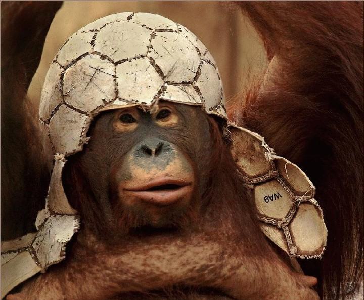 Obrázek orangutan