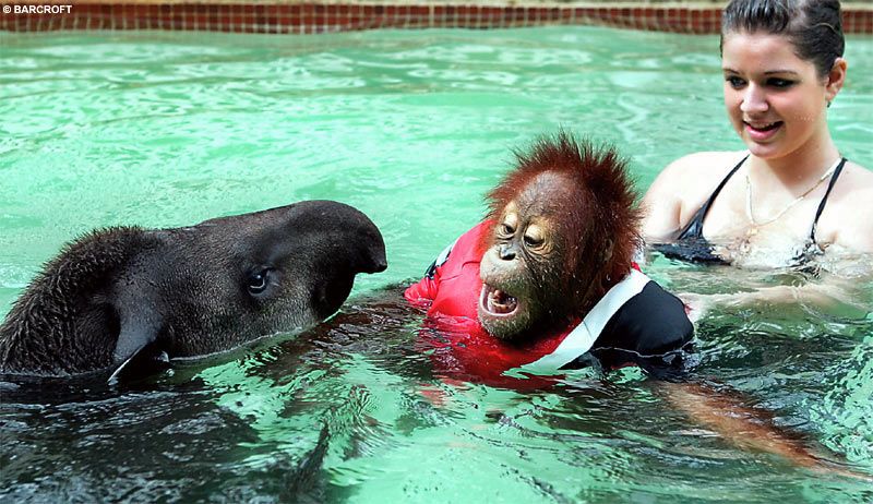 Obrázek orangutan v bazenu