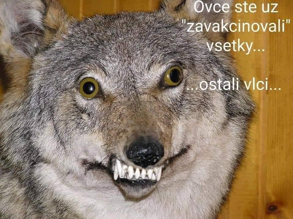 Obrázek ostali vlci